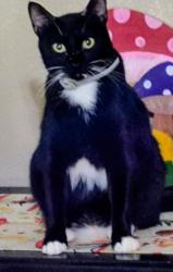 Lost Female Cat last seen Edgewood, Elkhart, Navarre, FL 32566