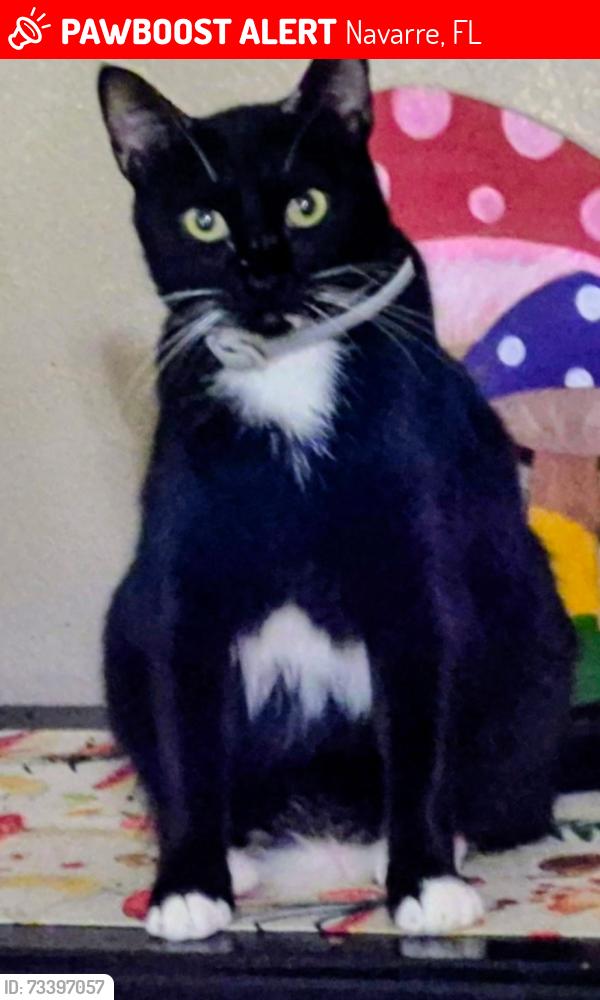 Lost Female Cat last seen Edgewood, Elkhart, Navarre, FL 32566
