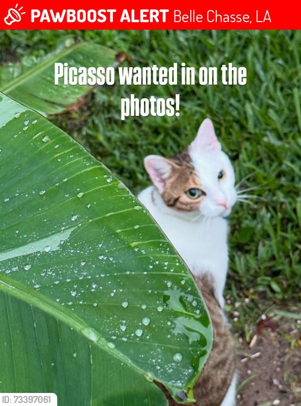 Lost Male Cat last seen Hwy 23, Belle Chasse, LA 70037