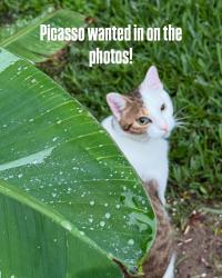 Lost Male Cat last seen Hwy 23, Belle Chasse, LA 70037