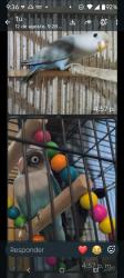 Lost Male Bird last seen Manuel Doblado y Vidal Alcocer, Ciudad de México, CDMX 06200