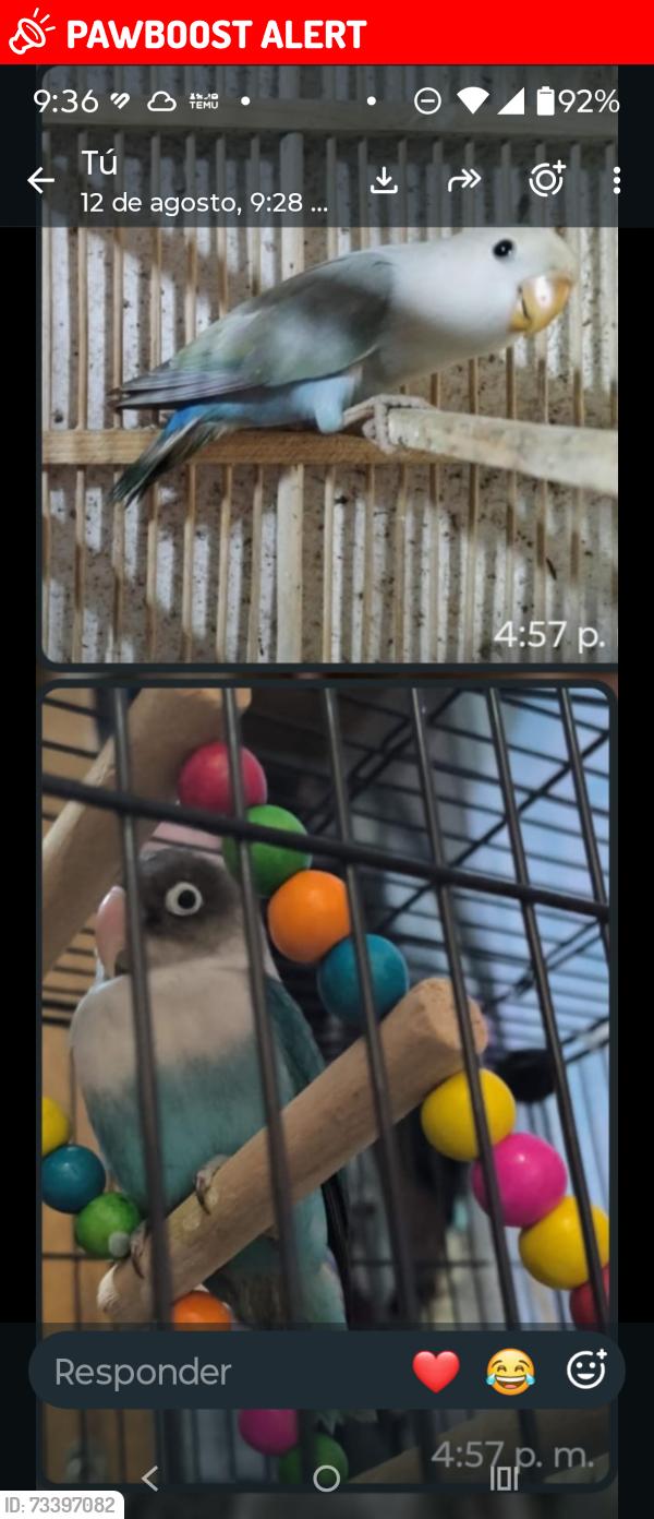Lost Male Bird last seen Manuel Doblado y Vidal Alcocer, Ciudad de México, CDMX 06200
