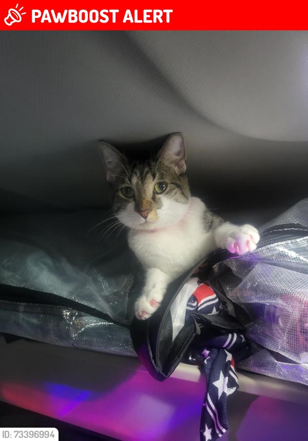 Lost Female Cat last seen Feron,Blvd,and 9th St, Rancho Cucamonga, CA 91730