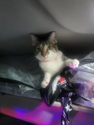 Lost Female Cat last seen Feron,Blvd,and 9th St, Rancho Cucamonga, CA 91730