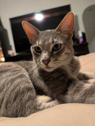 Lost Male Cat last seen Near 73rd ave and camelback, Phoenix, AZ 85303