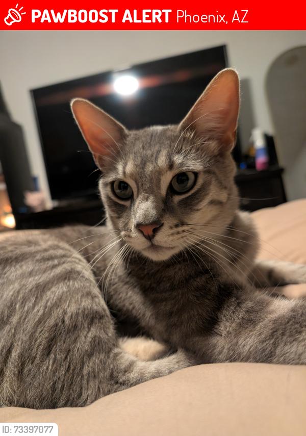 Lost Male Cat last seen Near 73rd ave and camelback, Phoenix, AZ 85303