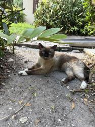 Found/Stray Unknown Cat last seen Lyons road, Sandalfoot Cove, FL 33428