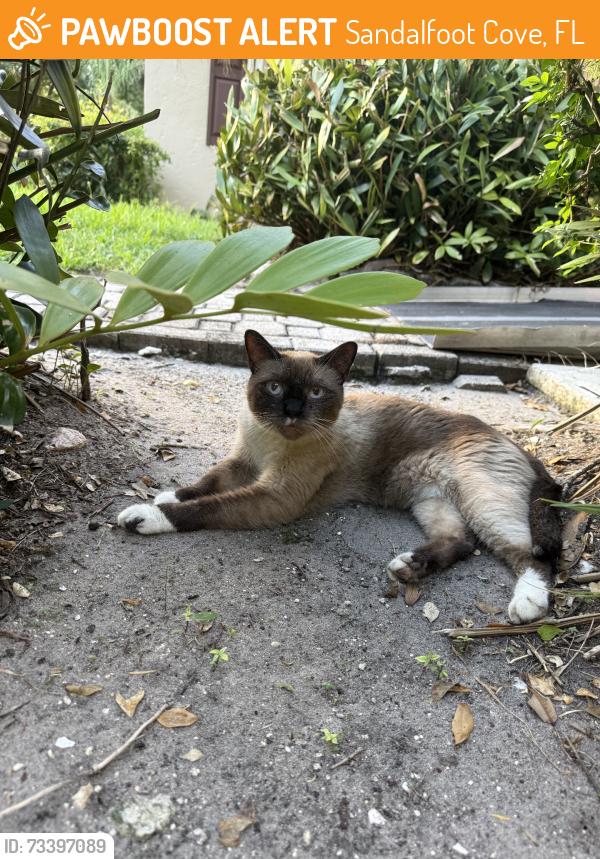 Found/Stray Unknown Cat last seen Lyons road, Sandalfoot Cove, FL 33428