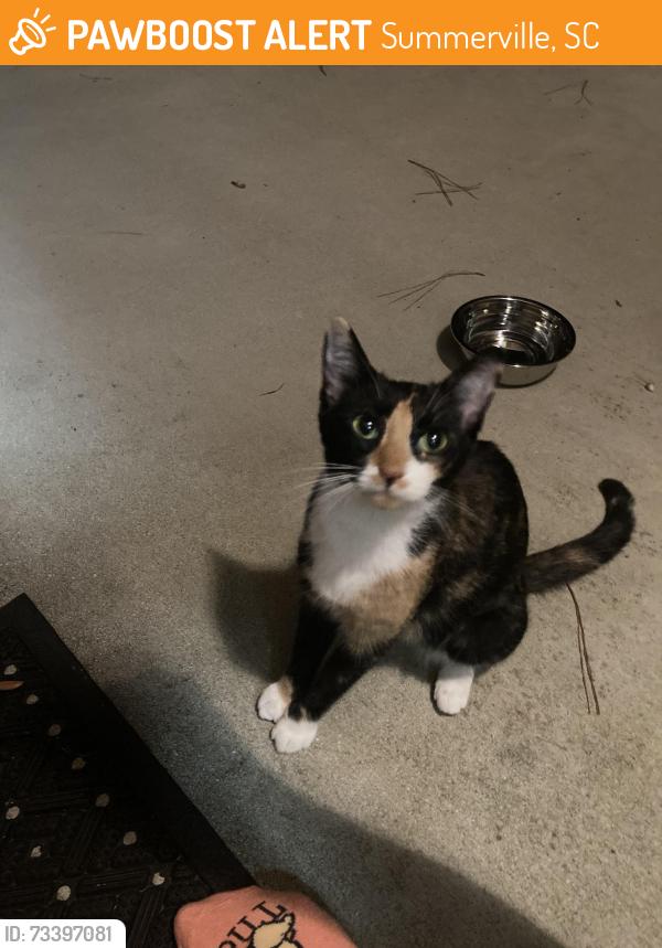Found/Stray Female Cat last seen Boone and Smythe, Newington Plantation, Summerville, SC 29485