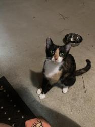 Found/Stray Female Cat last seen Boone and Smythe, Newington Plantation, Summerville, SC 29485