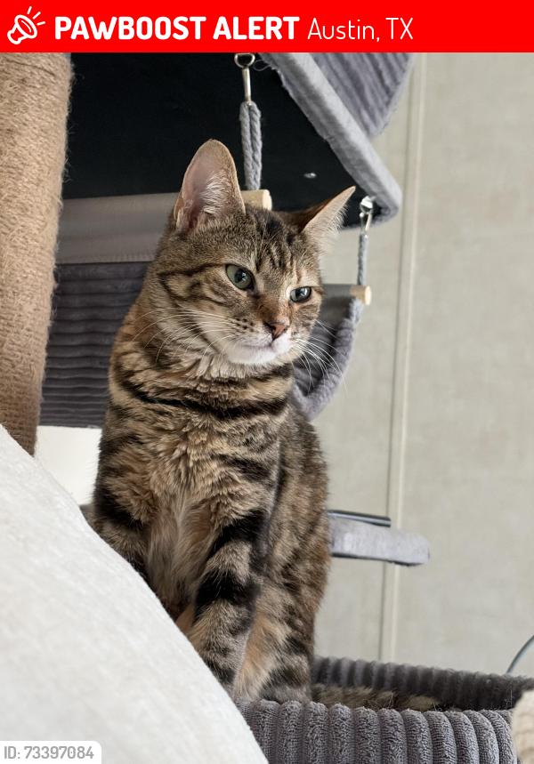 Lost Female Cat last seen Haverton Dr, Austin, TX 78724