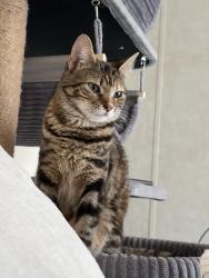 Lost Female Cat last seen Haverton Dr, Austin, TX 78724