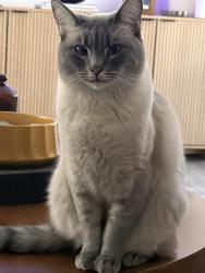 Reunited Female Cat last seen Grandview, Encinitas, CA 92024