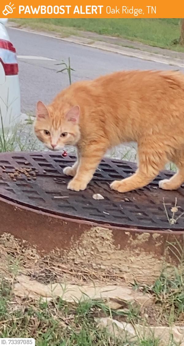 Found/Stray Unknown Cat last seen Near wade lane, Oak Ridge, TN 37830