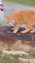 Found/Stray Unknown Cat last seen Near wade lane, Oak Ridge, TN 37830