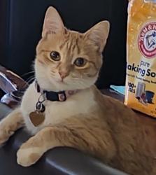 Lost Female Cat last seen West La grange Street, South Cloverdale road, Boise, ID 83709