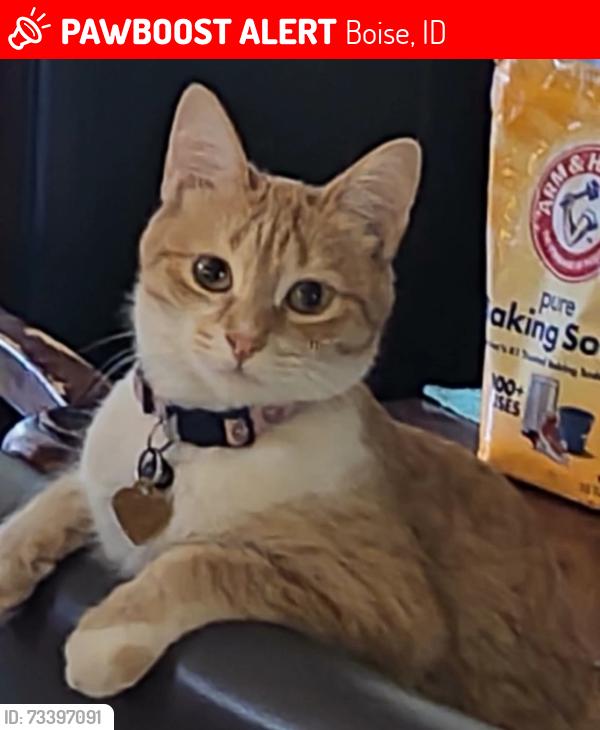 Lost Female Cat last seen West La grange Street, South Cloverdale road, Boise, ID 83709