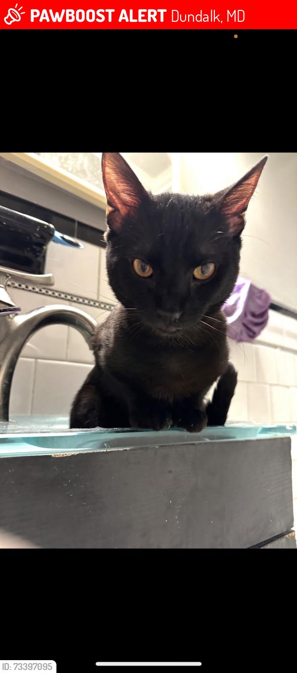 Lost Male Cat last seen Railway and Delvale ave, Dundalk, MD 21222