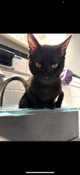 Lost Male Cat last seen Railway and Delvale ave, Dundalk, MD 21222