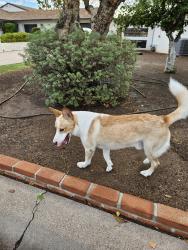 Reunited Male Dog last seen 15th Ave & Vista, Phoenix, AZ 85021