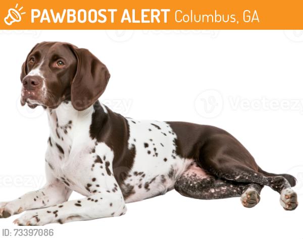 Found/Stray Unknown Dog last seen Pierce Chapel road near the solid rock church, Columbus, GA 31820