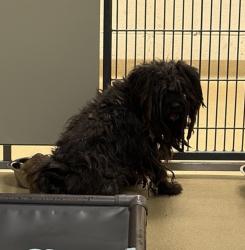 Shelter Stray Male Dog last seen Near Santa Luna Court, San Marcos, CA, 92078, Escondido, CA 92027, USA