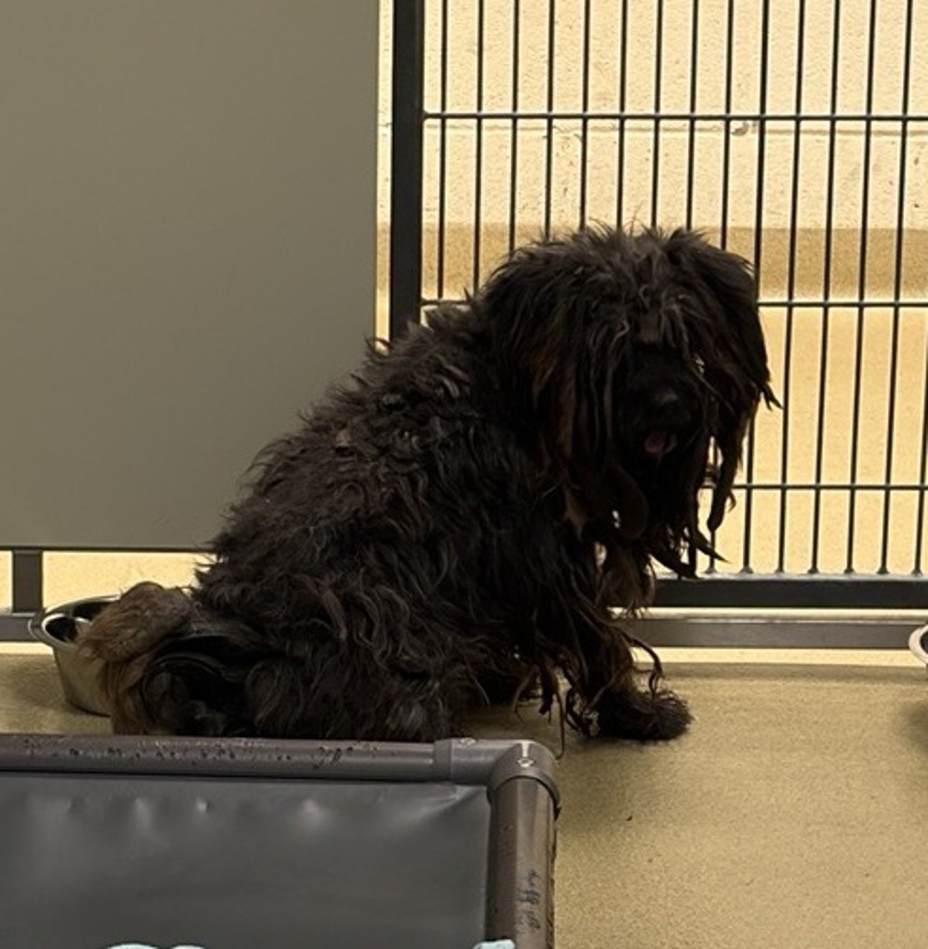 Shelter Stray Male Dog last seen Near Santa Luna Court, San Marcos, CA, 92078, Escondido, CA 92027, USA