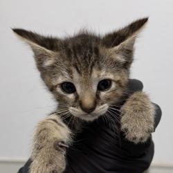 Shelter Stray Female Cat last seen Near San Miguel Ave, San Diego, CA, 92113, 5500 Gaines St, San Diego, CA 92110, USA