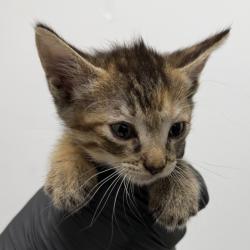 Shelter Stray Female Cat last seen Near San Miguel Ave, San Diego, CA, 92113, 5500 Gaines St, San Diego, CA 92110, USA
