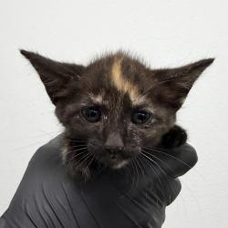 Shelter Stray Female Cat last seen Near San Miguel Ave, San Diego, CA, 92113, 5500 Gaines St, San Diego, CA 92110, USA