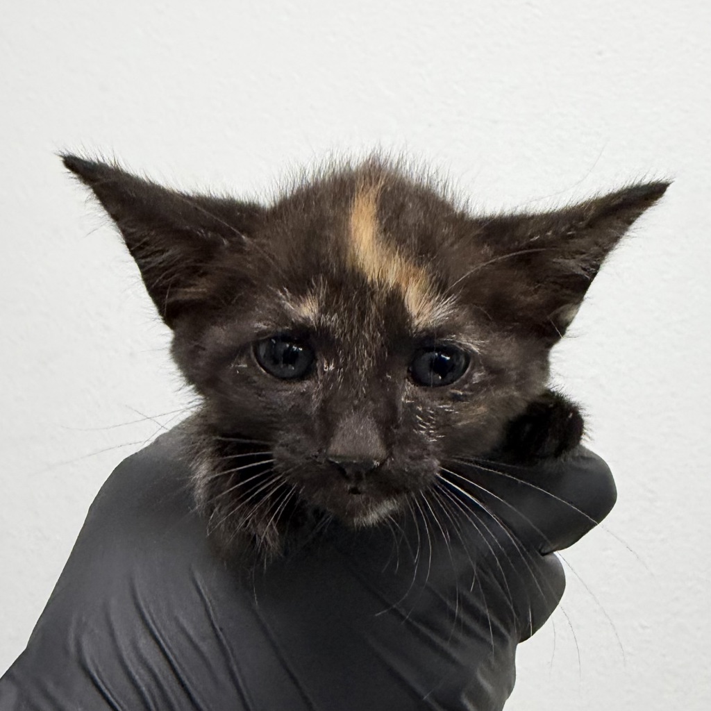 Shelter Stray Female Cat last seen Near San Miguel Ave, San Diego, CA, 92113, 5500 Gaines St, San Diego, CA 92110, USA