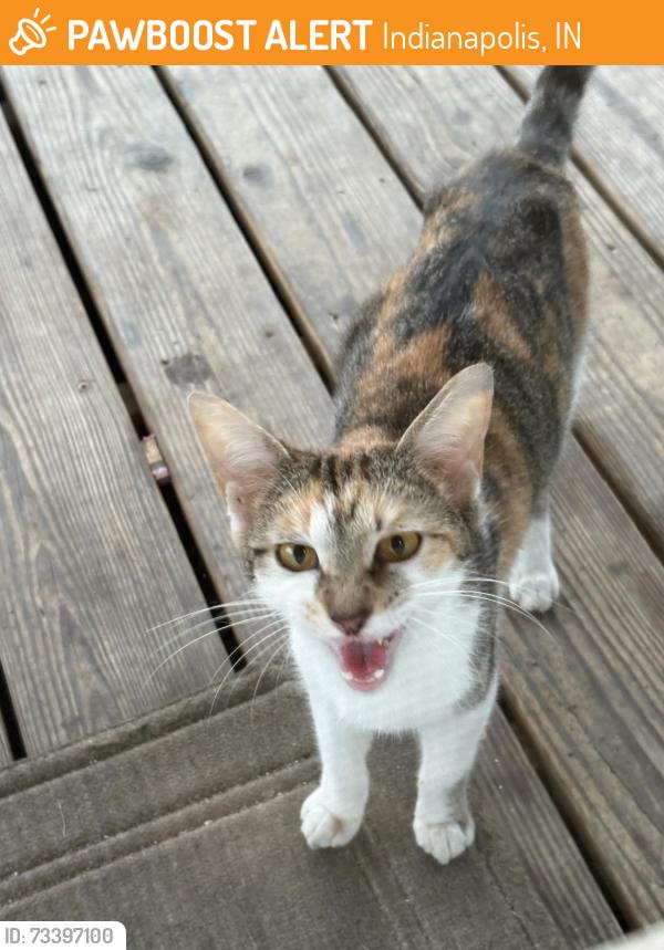 Found/Stray Female Cat last seen 33rd and Capitol, Indianapolis, IN 46208