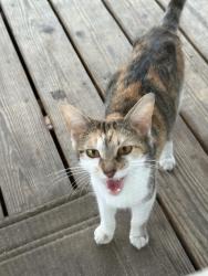 Found/Stray Female Cat last seen 33rd and Capitol, Indianapolis, IN 46208