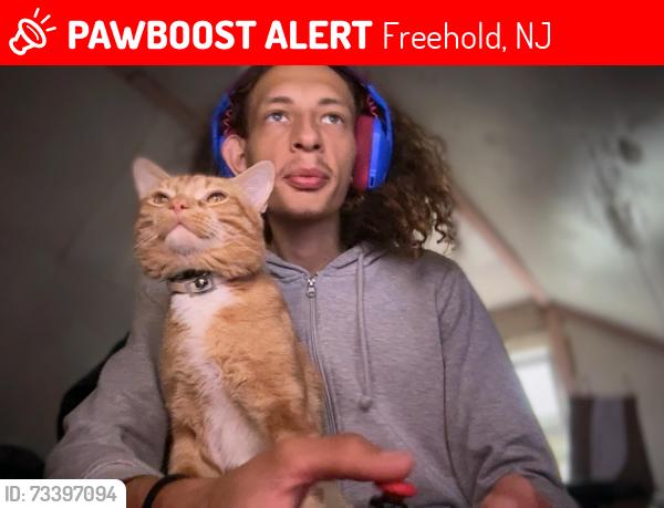 Lost Male Cat last seen Freehold Liberty street, Freehold, NJ 07728