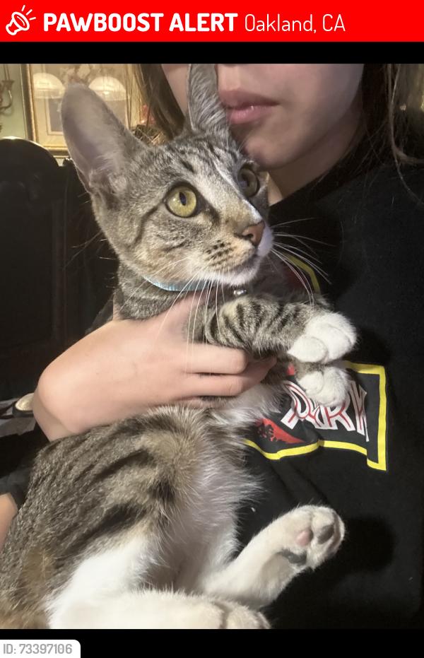Lost Female Cat last seen 96th and holly, Oakland, CA 94603