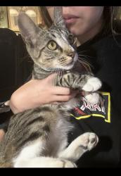 Lost Female Cat last seen 96th and holly, Oakland, CA 94603