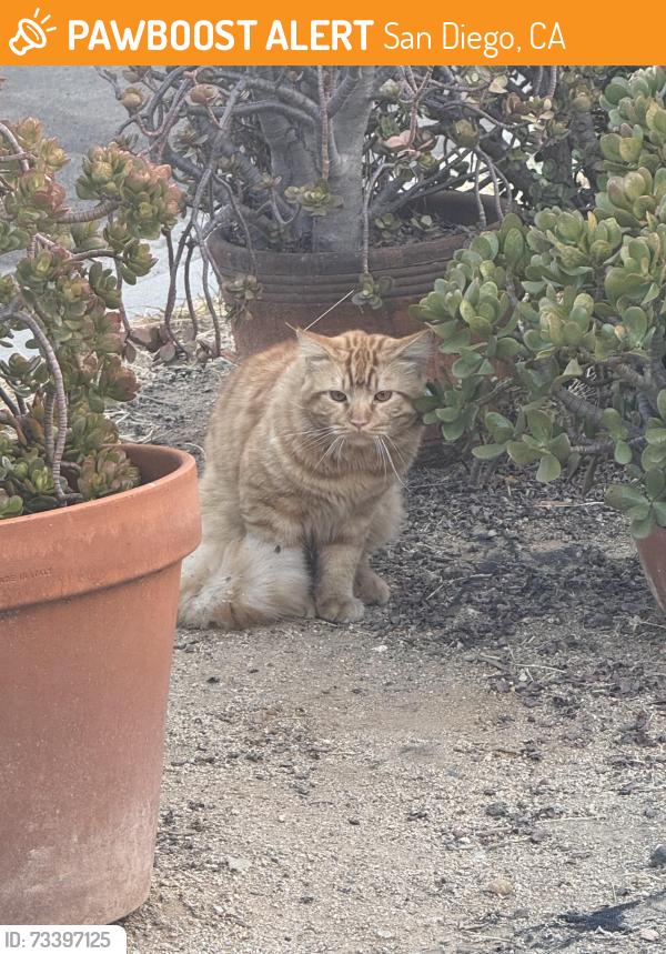 Found/Stray Unknown Cat last seen Middle of McClintock st and corner of Monroe ave, San Diego, CA 92105