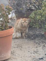 Found/Stray Unknown Cat last seen Middle of McClintock st and corner of Monroe ave, San Diego, CA 92105