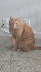 Reunited Male Cat last seen Texas Roadhouse, Citrus Heights, CA 95610