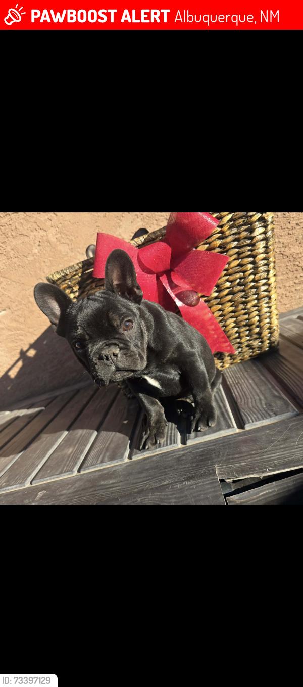 Lost Female Dog last seen Paseo and golf course, Albuquerque, NM 87120