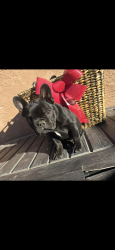 Lost Female Dog last seen Paseo and golf course, Albuquerque, NM 87120