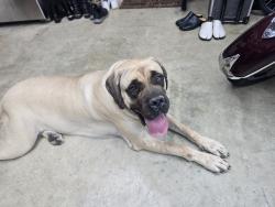 Found/Stray Female Dog last seen Near Tribble Mill Park, Lawrenceville, GA 30045