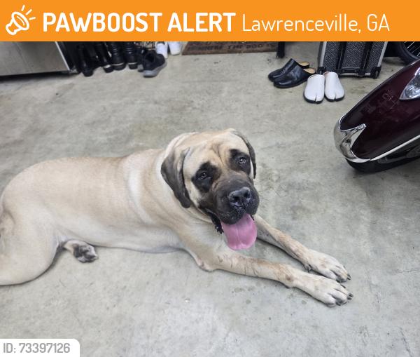 Found/Stray Female Dog last seen Near Tribble Mill Park, Lawrenceville, GA 30045