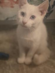 Reunited Male Cat last seen W Grant St. Houston Pa 15342, Houston, PA 15342