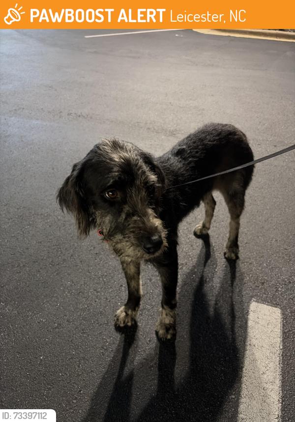 Found/Stray Female Dog last seen byrd, Leicester, NC 28748