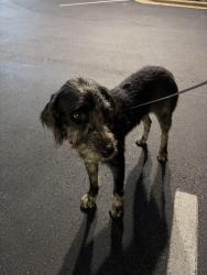 Found/Stray Female Dog last seen byrd, Leicester, NC 28748