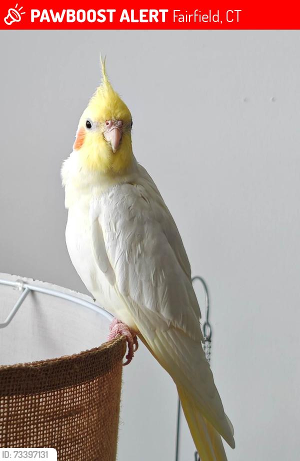 Lost Male Bird last seen Near Unquowa RdFairfield, CT 06824, Fairfield, CT 06824