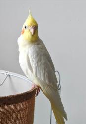 Lost Male Bird last seen Near Unquowa RdFairfield, CT 06824, Fairfield, CT 06824