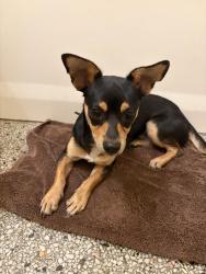 Found/Stray Male Dog last seen On 14th Ave Between 12th Street and 14th Ct., Vero Beach, FL 32960