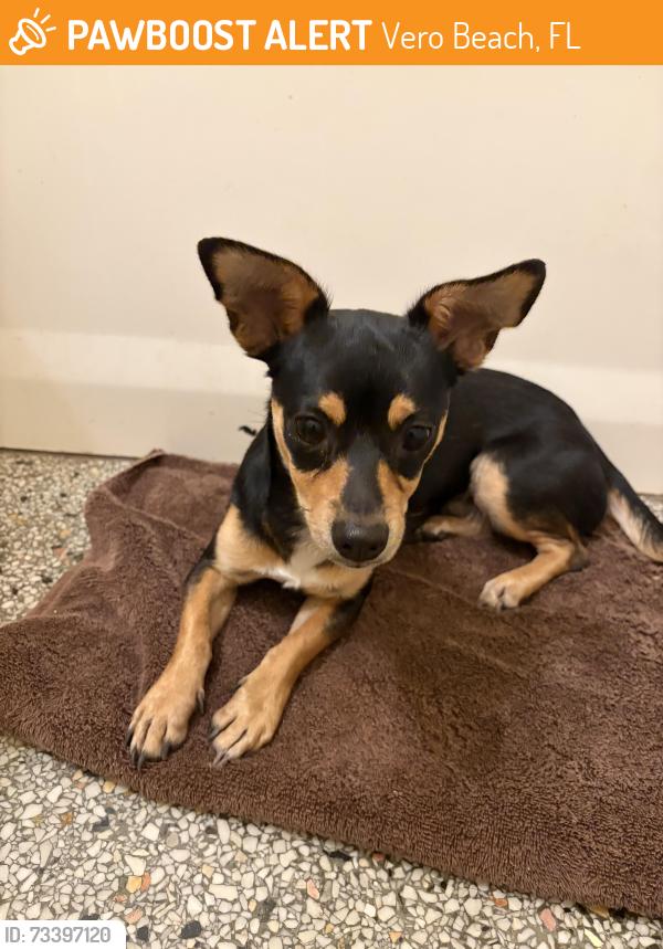 Found/Stray Male Dog last seen On 14th Ave Between 12th Street and 14th Ct., Vero Beach, FL 32960